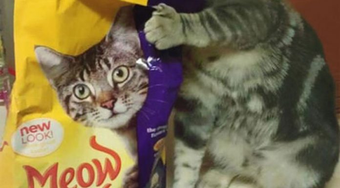 22 Optical Illusions Created Accidentally…By Animals