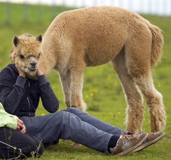 13. This woman who is morphing into an alpaca.