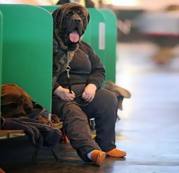 16. This dog just hanging out in a pair of sweats...