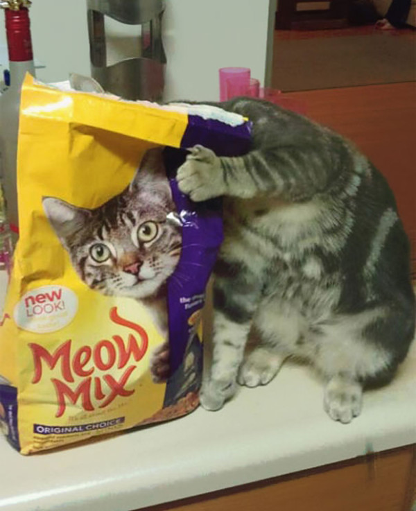 17. This bag of cat food that's suddenly come alive!