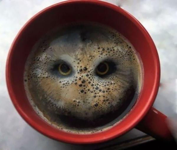 10. This hot mug of...owl?