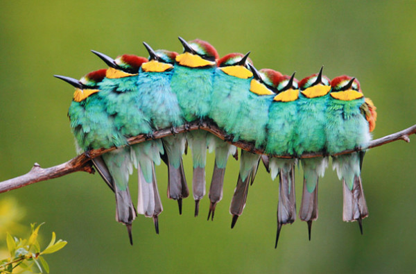 3. This caterpillar made up of European Bee-eaters!