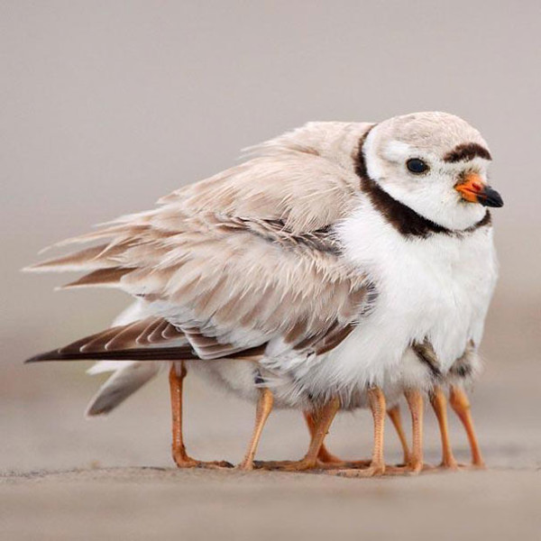 22. This many-legged bird.