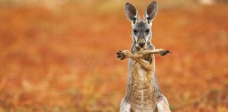 These Breathtaking Pictures Won The Smithsonian’s ‘Nature’s Best Photography’ Contest