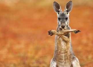 These Breathtaking Pictures Won The Smithsonian’s ‘Nature’s Best Photography’ Contest