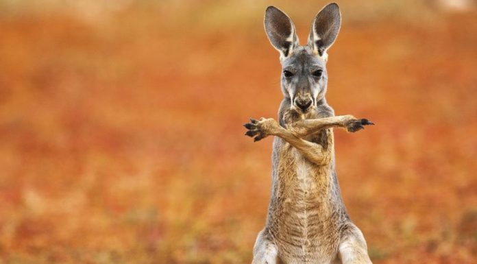 These Breathtaking Pictures Won The Smithsonian’s ‘Nature’s Best Photography’ Contest
