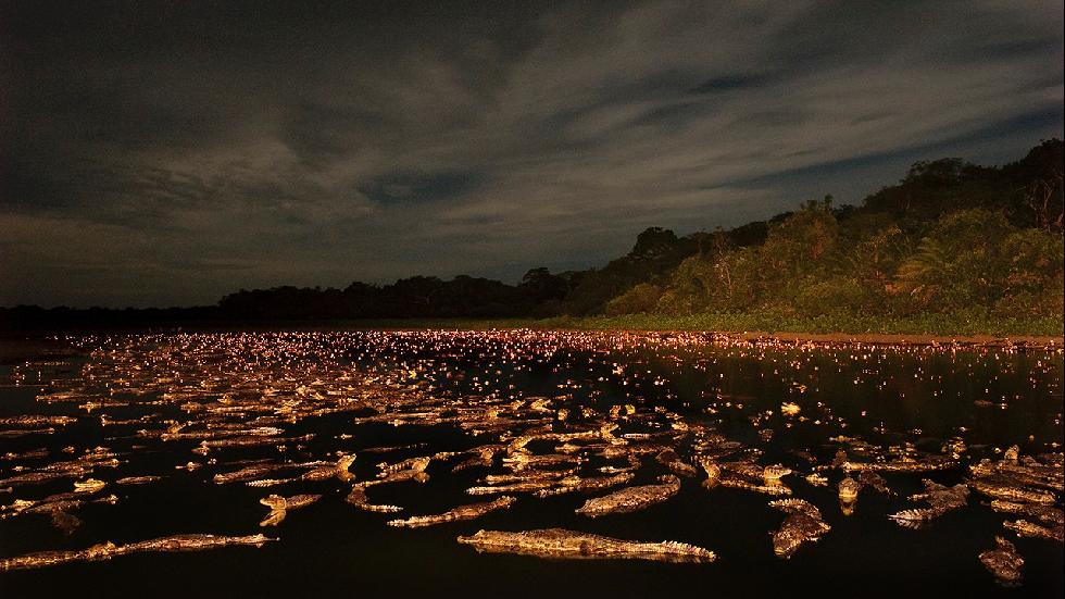 During the end of dry season in the Pantanal wetland, caimans concentrate in huge numbers along of the last remaining lakes still with fish. In these densely populated ponds they wait for the first rains of the wet season to start mating. (Luciano Candisani) 