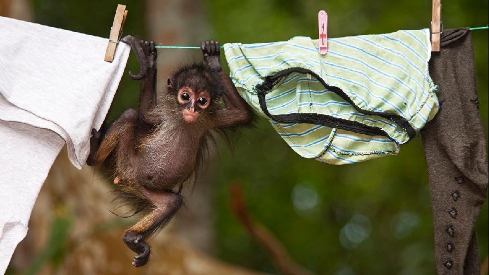 An orphaned Central American spider monkey explores a clothesline. (Claudio Contreras Koob) 