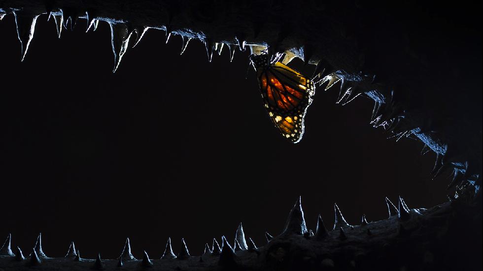 A delicate butterfly lands on some sharp teeth. (Juan Jesus Gonzalez Ahumada) 