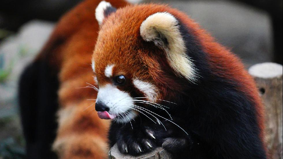 Red panda captured in the Ocean Park located in Hong Kong. (Ekaterina Grigoryeva/2015 Sony World Photography Awards) 