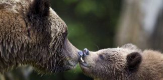 14 Pictures Of Canadian Animals That’ll Brighten Your Day