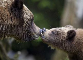 14 Pictures Of Canadian Animals That’ll Brighten Your Day