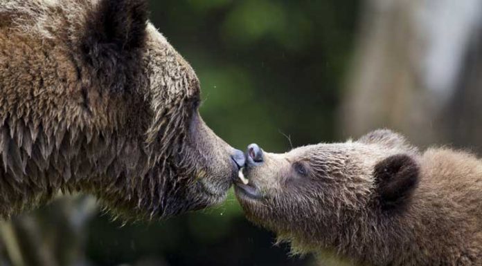 14 Pictures Of Canadian Animals That’ll Brighten Your Day