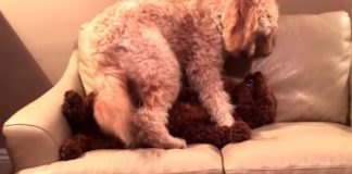 Dog Comforts Pal Having Bad Dream