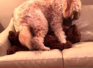 Dog Comforts Pal Having Bad Dream