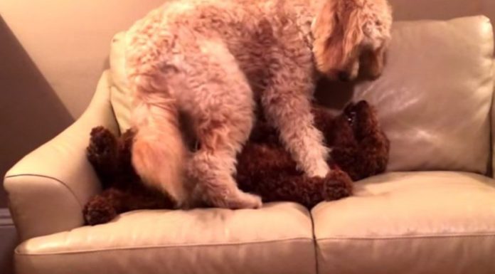 Dog Comforts Pal Having Bad Dream