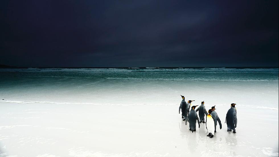 A group of king penguins wandering on the beach hesitate to go to sea on a very dark day. (Stanley Leroux) 