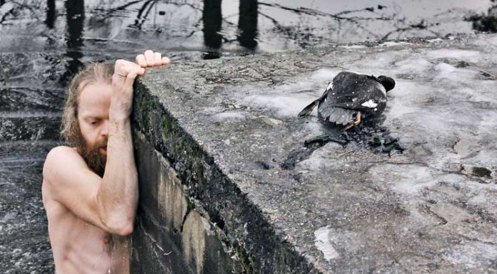 We Challenge You To Watch This Norwegian Man Save A Duck From An Ice Pond, Without Swooning
