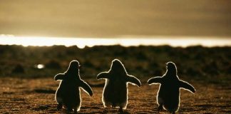 21 Incredibly Beautiful Penguin Photos That Will Warm Your Heart