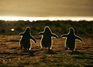 21 Incredibly Beautiful Penguin Photos That Will Warm Your Heart