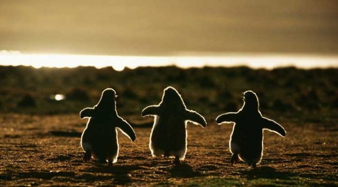 21 Incredibly Beautiful Penguin Photos That Will Warm Your Heart