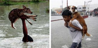 25 Animal Saviors Who Will Restore Your Faith In Humanity