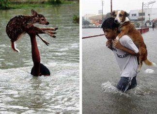 25 Animal Saviors Who Will Restore Your Faith In Humanity