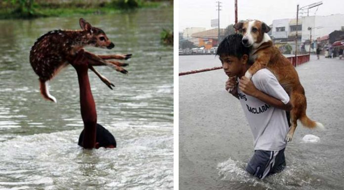 25 Animal Saviors Who Will Restore Your Faith In Humanity