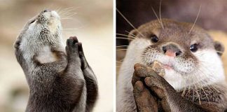 20 Animals that Know how to Properly Ask for Cookies