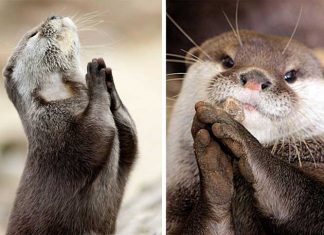 20 Animals that Know how to Properly Ask for Cookies