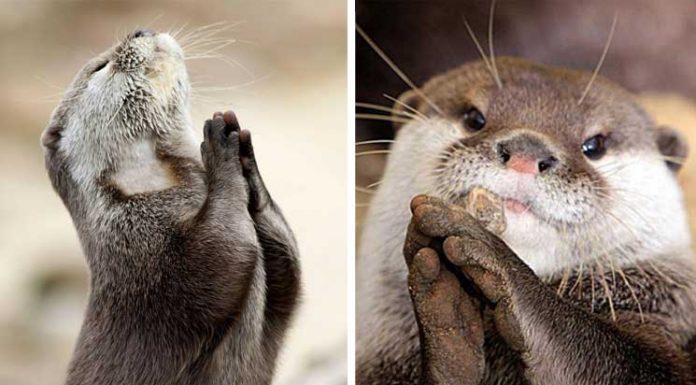 20 Animals that Know how to Properly Ask for Cookies