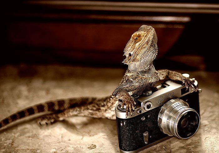 Animals-Getting-Cozy-with-Camera-Gear1