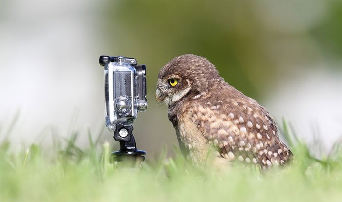 Animals-Getting-Cozy-with-Camera-Gear2