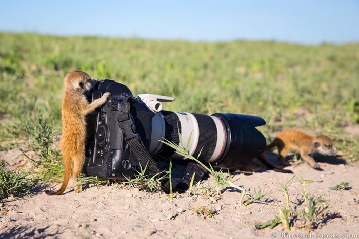 Animals-Getting-Cozy-with-Camera-Gear1