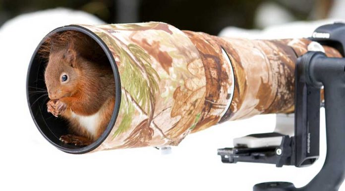 19 Photos of Animals Getting Cozy with Camera Gear