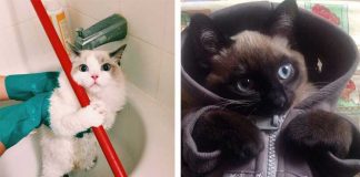 17 Cats Who Partied A Little Too Much On New Year’s Eve