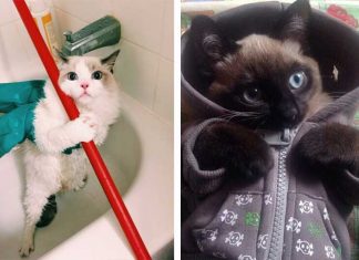 17 Cats Who Partied A Little Too Much On New Year’s Eve