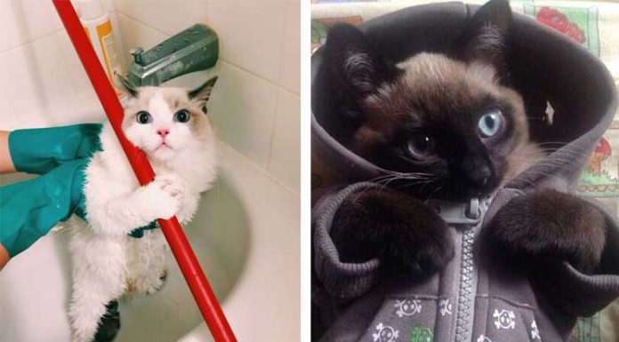 17 Cats Who Partied A Little Too Much On New Year’s Eve