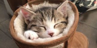 The 30 funniest photos of cats sleeping in the most awkward positions. The #6 is so hilarious…