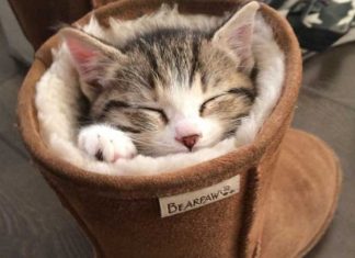 The 30 funniest photos of cats sleeping in the most awkward positions. The #6 is so hilarious…