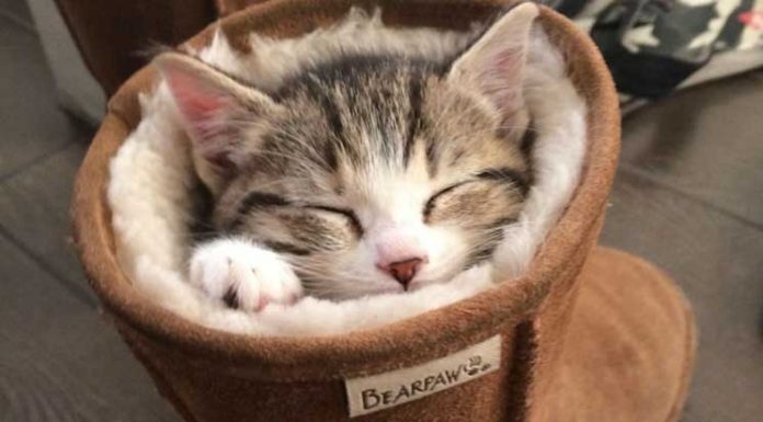 The 30 funniest photos of cats sleeping in the most awkward positions. The #6 is so hilarious…