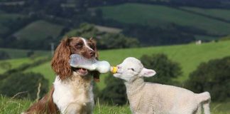 33 Adorable Animal Friendships That Break The Species Barrier