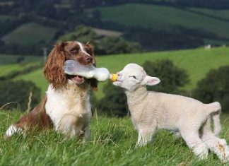 33 Adorable Animal Friendships That Break The Species Barrier
