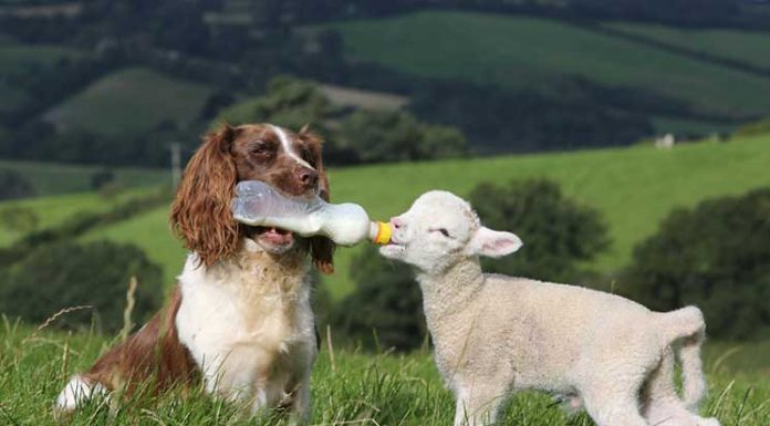 33 Adorable Animal Friendships That Break The Species Barrier
