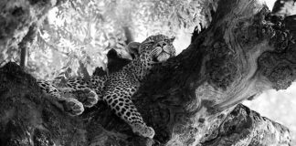 Powerful Black and White Photos of the African Wildlife