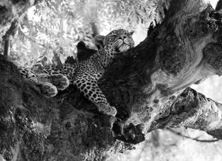 Powerful Black and White Photos of the African Wildlife