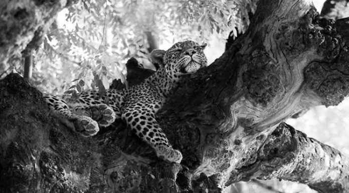 Powerful Black and White Photos of the African Wildlife
