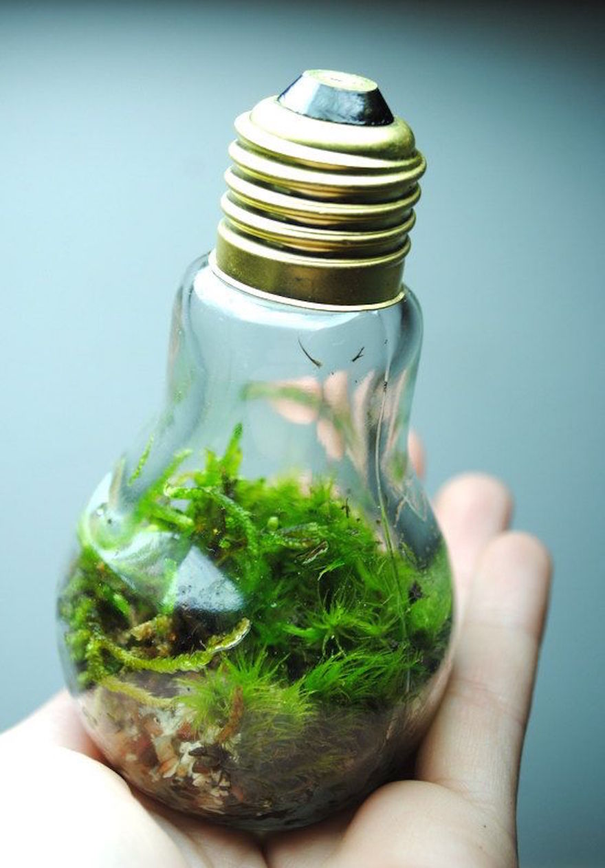 bulb-moss__880