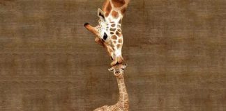 22+ Adorable Animal Family Portraits Of The Cutest Parenting Moments