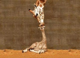 22+ Adorable Animal Family Portraits Of The Cutest Parenting Moments